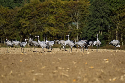 View of birds on field