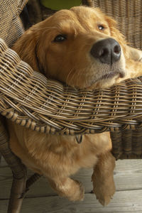 Close-up portrait of a dog looking away