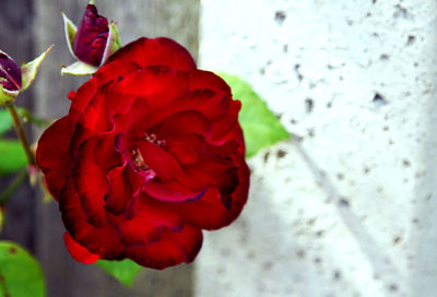 Close-up of red rose