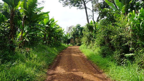 Footpath amidst trees and plants against sky