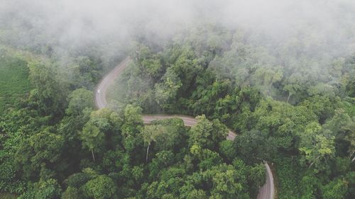 Panoramic view of trees in forest