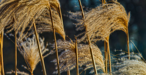 Close-up of dry plants on land