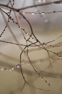 Low angle view of bare tree branches