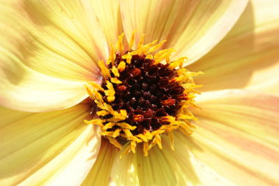 Close-up of yellow flower blooming outdoors