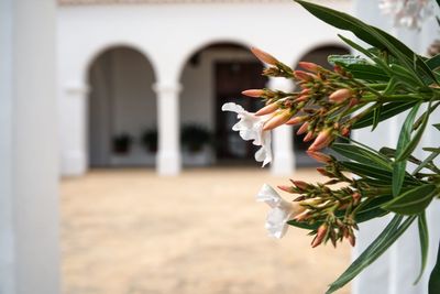 Close-up of white flowering plant against building