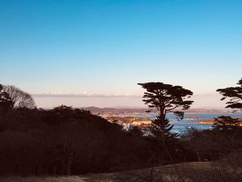 Scenic view of trees against clear sky during sunset