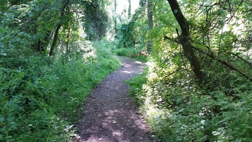 Dirt road amidst trees in forest