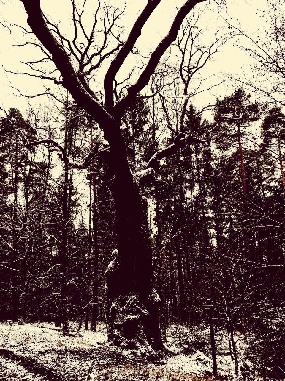 tree, bare tree, branch, winter, snow, tree trunk, cold temperature, built structure, building exterior, season, nature, architecture, tranquility, day, shadow, outdoors, no people, covering, growth, sky