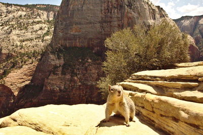 Cat sitting on rock against mountain