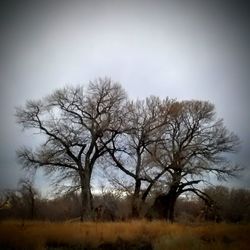 Bare trees on landscape against clear sky