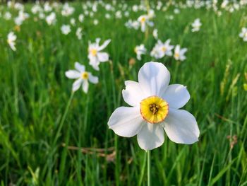 Close-up of white flowering plant on field