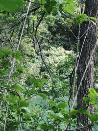 Close-up of fresh green plants in forest