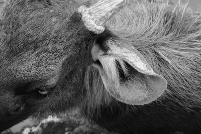 Close-up portrait of cow