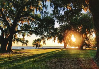 Trees at park by sea against sky during sunset