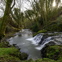 Stream flowing amidst trees in forest