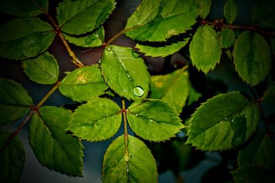 Close-up of water drops on leaves