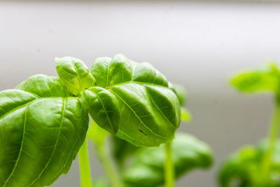 Close-up of green leaves