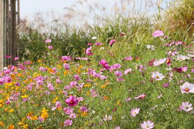 Close-up of pink cosmos flowers on field