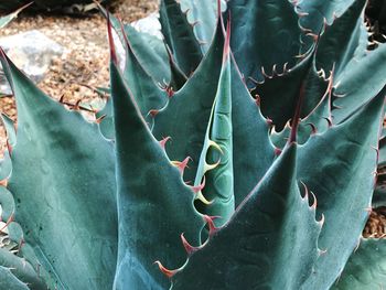 High angle view of succulent plant