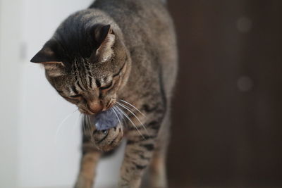 Close-up of a cat looking away