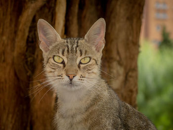 Close-up portrait of tabby cat