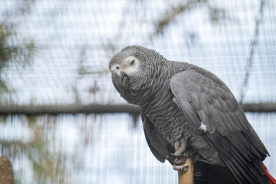 Close-up of bird