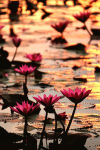 Close-up of pink flowering plant against lake