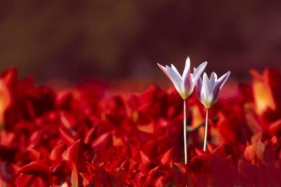 Close-up of red flowering plant