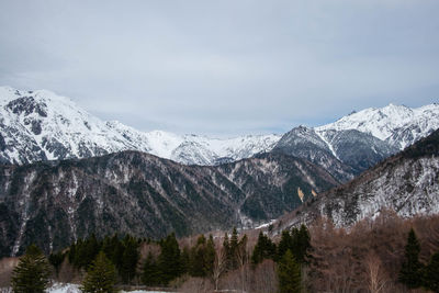 Pine trees on snowcapped mountains against sky