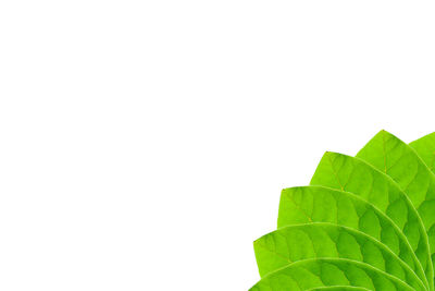 Close-up of plant against white background