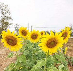 Close-up of sunflower