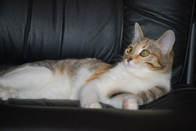 Close-up portrait of a cat