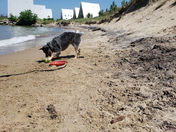 View of dog walking on beach