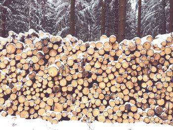 Stack of logs in snow