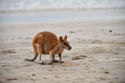 View of dog on beach