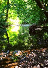 Scenic view of lake in forest