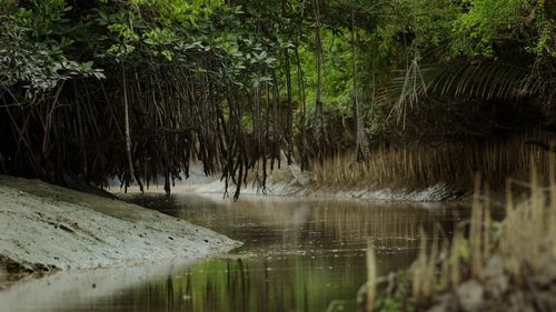 Scenic view of lake in forest