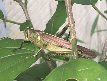 Close-up of insect on leaf