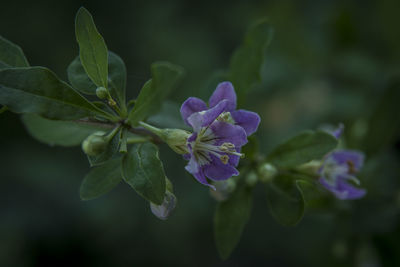 Close-up of purple flowering plant