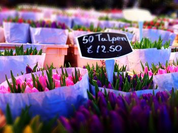 Close-up of colorful flowers for sale