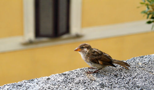 Sparrow on the edge of a marble staircase. 