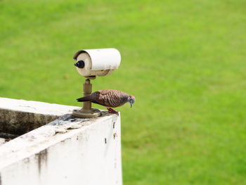 Close-up of bird perching on wooden post