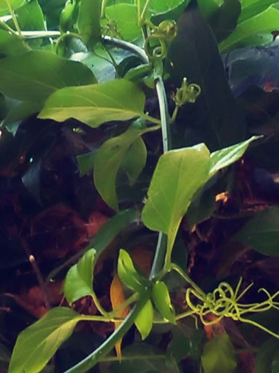 CLOSE-UP OF PLANTS