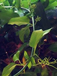 Close-up of fresh green plants