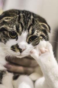 Close-up of cat