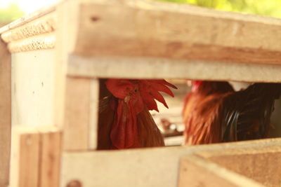 Close-up of rooster