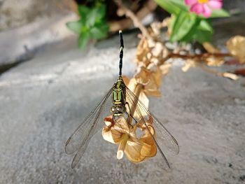 Close-up of dragonfly on plant