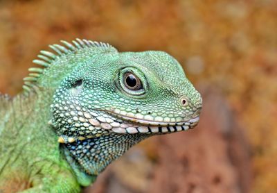 Close-up of lizard