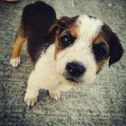 Close-up portrait of puppy