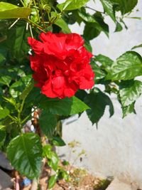 Close-up of red rose